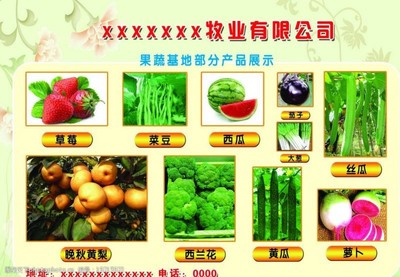 蔬菜展示图片素材