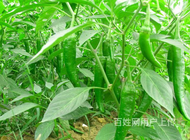 天河区工厂蔬菜批发商