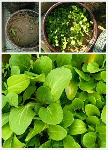 蔬菜花园成长故事