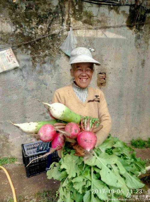 太原市自然农耕协会实践活动(二)大棚酵素蔬菜种植实验2017